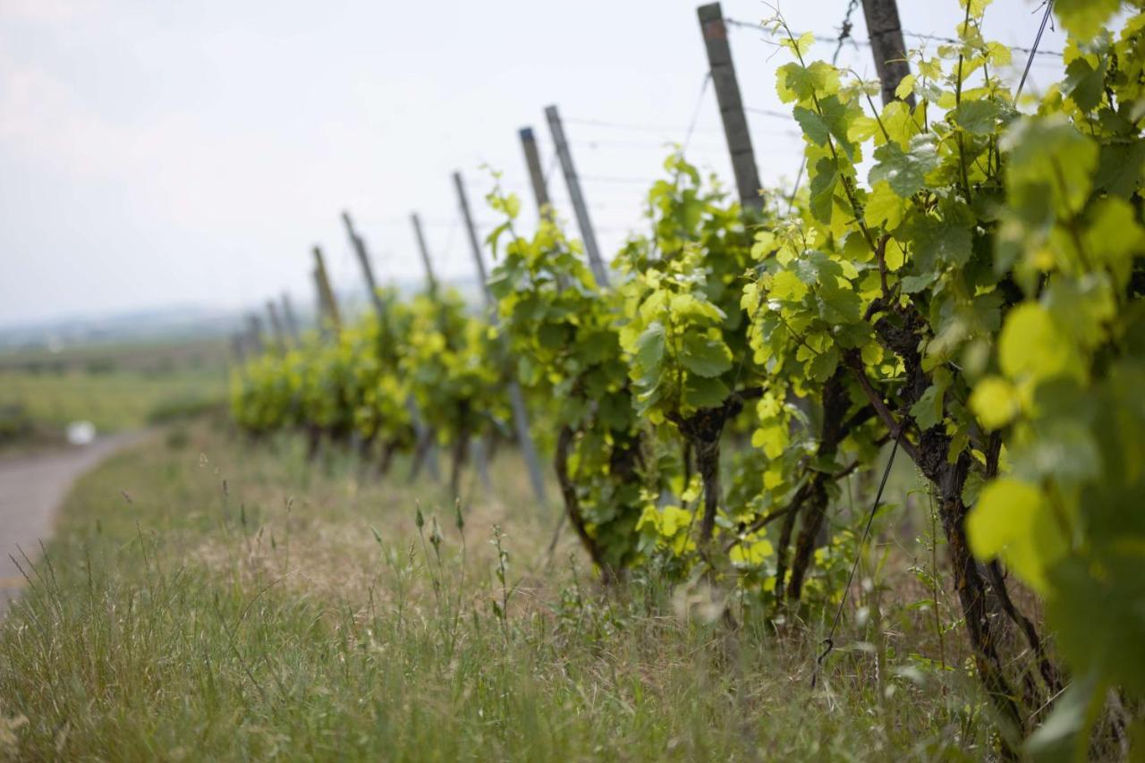 Weingut Schilling Seinsheim Exterior foto